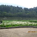 20110426陽明山竹子湖 - 1