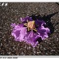 大花紫薇 - 4