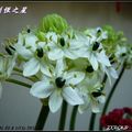 又名「大天鵝絨」、「白雲花」　 
英文名：Giant chincherinchee 
科別：百合科(Liliaceae) 
學名：Ornithogalum saundersiae