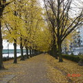 萊茵河畔秋景
