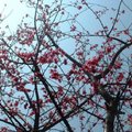 後院櫻花