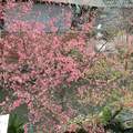 20090216-1後院櫻花