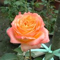 Rose02