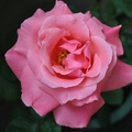 粉玫瑰（剛買的，花朵好大）