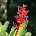 紅珊瑚鳳梨