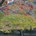 內藏山楓紅夾道 - 85
