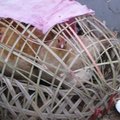 竹籠裡的母雞