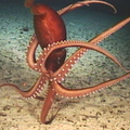 squids1