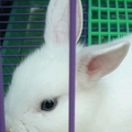 兔兔叫白白