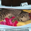 在貓包包裡也能睡