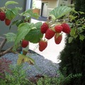 raspberry3