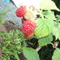 raspberry4