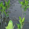 新豐鄉紅毛港溪口的自然生態保育區