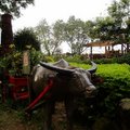 仿台灣農村的水牛拖車，運輸各種作物。