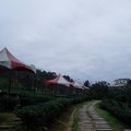 玉蘭茶園一景。