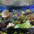 珊瑚魚缸