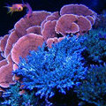 珊瑚缸