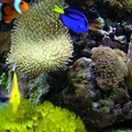 珊瑚&小丑魚