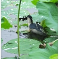 攝於臺北植物園2009/0619