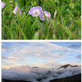 合歡山主峰登山口的小花與石門山登山口雲海(0722~23)