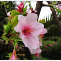 櫻樹花開春雨懷