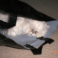 鑽纸袋子就是為睡覺，躲過很多干擾！