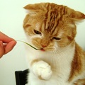 我很喜歡吃貓草！很甜的。