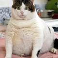 他們說我月餅吃多了，變大胖子，是嗎？好象是該減肥了！