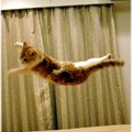我是雜技團的貓咪，看我的跳床表演。