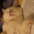 本小姐真不是看書的料，剛翻了幾頁，又睡着了。