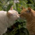 猫貓初戀，總要有初吻。