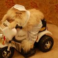 做一個警察貓，是非常的辛苦的，經常要開車巡邏。
