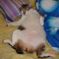 乘我睡覺，拍我不雅照，暴露出我是一個大胖子，企圖減我貓糧。哼！