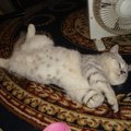 天氣很熱，大家都說：睡在電扇旁邊凉快，盡骗我，一點也不凉快！