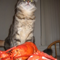 今天，本貓大壽一歲，請大家吃大蝦，不要客氣。