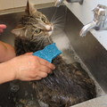 我的貓奴正在给我洗澡，我是很喜歡干淨的。