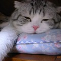 叫醒我干嘛？我在小枕頭上睡的正香呢！是不是吃飯時間到了？