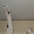本貓是美國專業電工，會換燈泡。