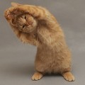 本貓早上要鍛練身體，做廣播體操。