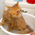 我很憤怒，是不是想借口洗澡，想淹死我，謀殺一頭好貓！