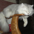 你知道嗎，在椅子附手上睡覺，必須有高難度的平衡技巧。
