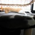 我在貓架子上休息，很紳士，那頭黄貓睡相，我很看不上。