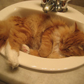 我常在洗臉盆里休息，很舒服。