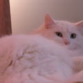  他們都說:我渾身雪白，是世界上最漂亮的猫!