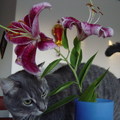 我是一位書生派來送花的美麗猫小姐，慰問大黑豆市長!
