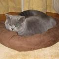  我是一隻高貴鴛鴦眼小喵，自然睡高级的猫床，羨慕吧！