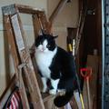 最近有點餘錢，計劃裝修一下猫舍，今天，上梯子準備刷牆。