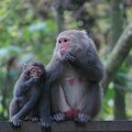 台灣獼猴-母子情深