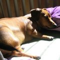 I love sunbath...fatty