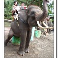 大象訓練員幫我們照的，我不好意思睬在大象頭上，腳好酸呀